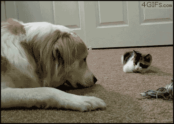 a cat and dog are both on the carpet