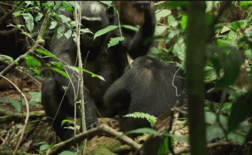 two baby monkeys and one adult in a jungle
