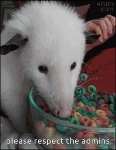 a small white animal eating out of a bowl