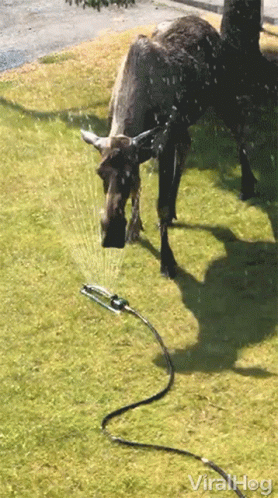 a dog getting splashed by water from a hose