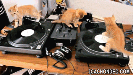 kittens play with a pair of turntables