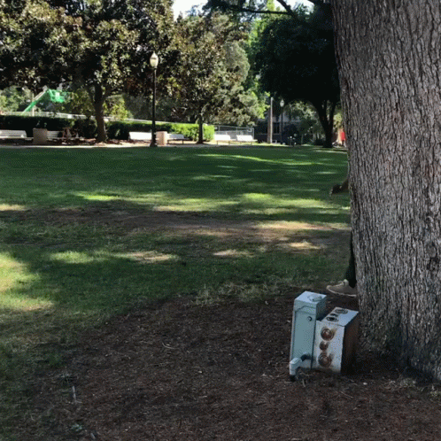 the suitcase lies on the ground underneath the tree