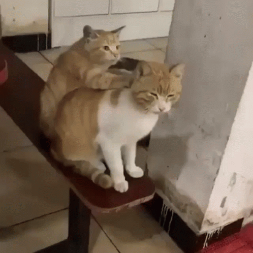 two cats on a stool in a room
