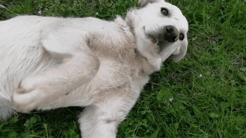 a white dog laying in the grass on its back