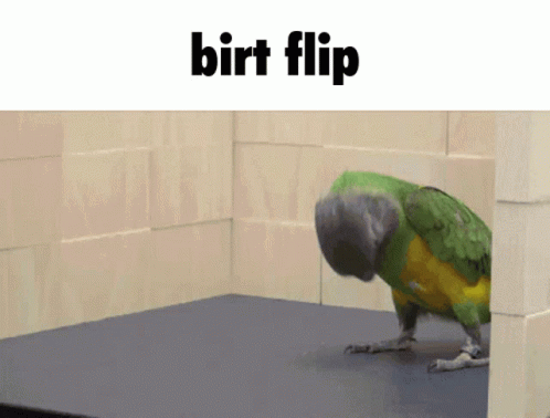 the image is very blurry and has a parrot standing on it's back legs