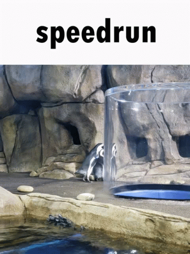 a penguin behind a glass with some water in it