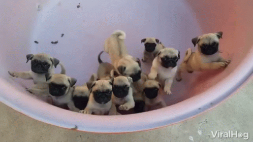 there is a litter of small pugs in a bucket