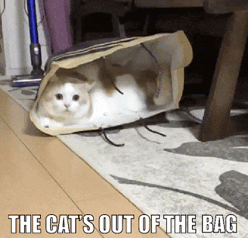 a cat sitting in a bag on the floor
