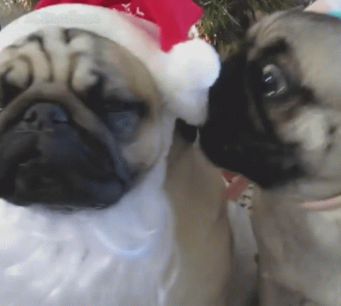 a couple of pug dogs in costumes