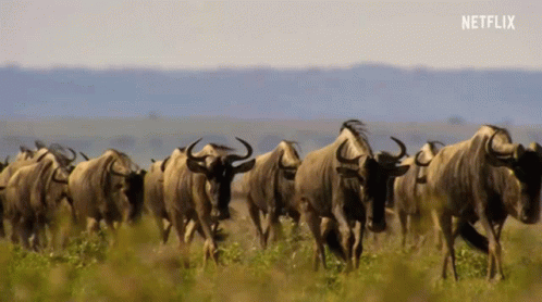 a herd of cattle walking across a blue grass covered field