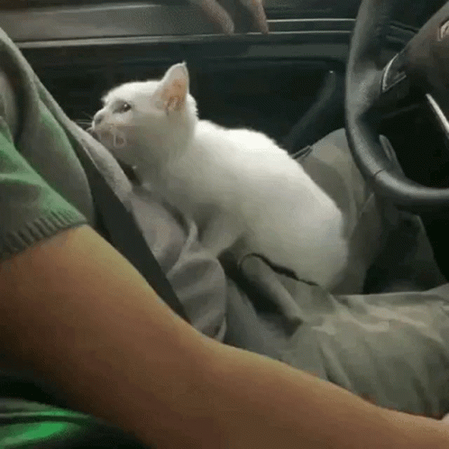 white cat is in drivers seat looking at the camera