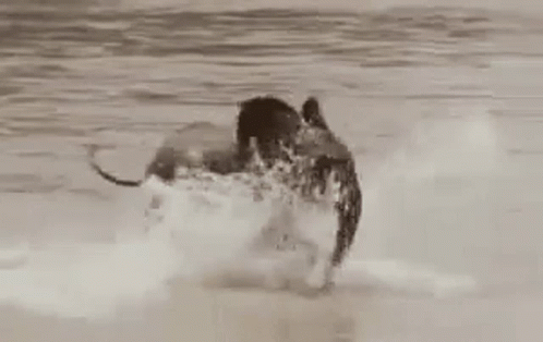 a dog chasing another dog into the water