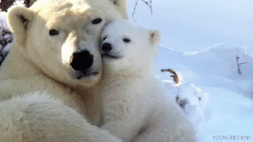 an adult polar bear and cub emce in snow