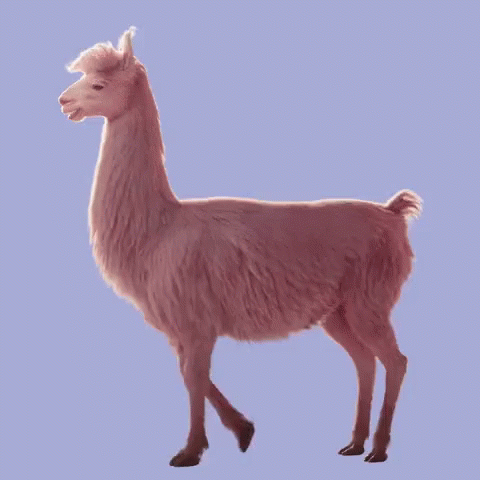 an image of a llama animal standing on a pink background