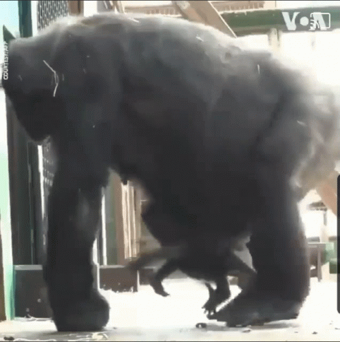 the large gorilla is walking outside of the store