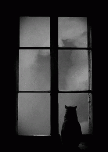 a black cat sits alone next to the window