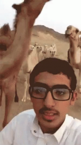 there is a man wearing glasses looking at a cow