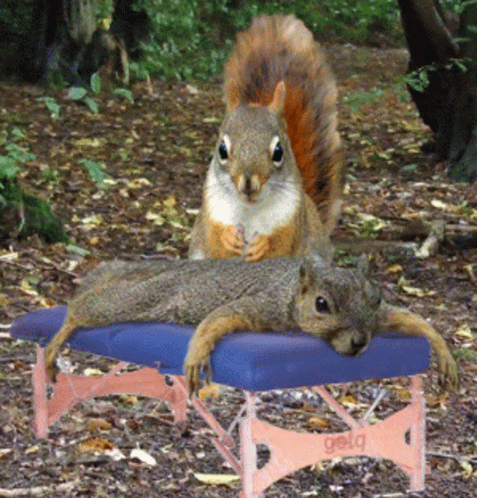 a blue squirrel laying on an outdoor chair