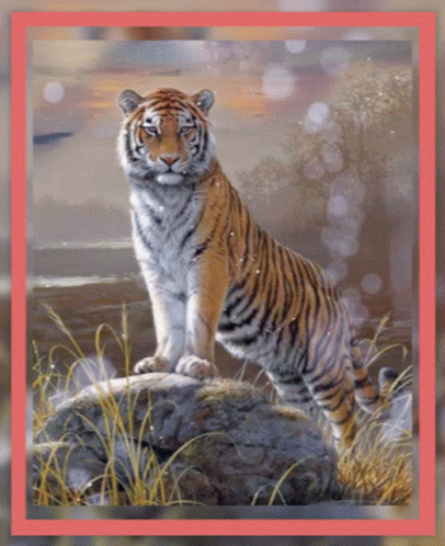 the blue frame is in a picture with a picture of a white tiger