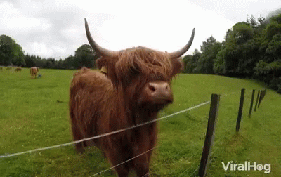 a hairy cow is standing behind a wire fence