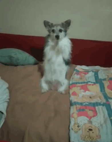a small dog sits on top of a bed