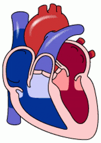 a drawing of the heart and its two valves
