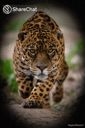 the big leopard walks in a blurry image