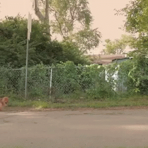 a dog laying in the street in front of a fence
