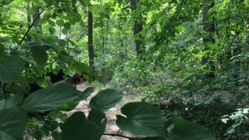 a picture of a trail going through a forest