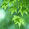 two green leaves hanging from a plant with rain on them