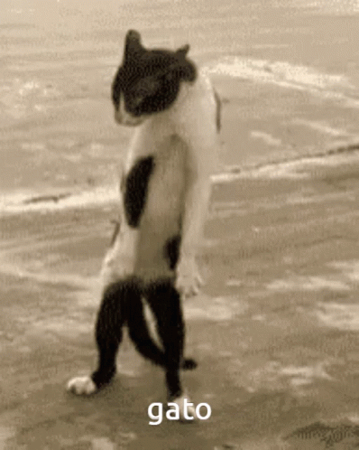 a black and white cat standing on its back legs