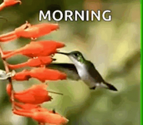 a hummingbird flying in the air with the caption morning