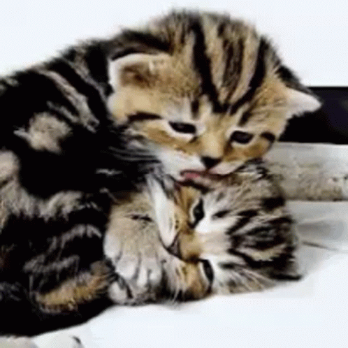 a baby cat nursing itself next to an adult cat