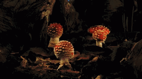 three blue mushrooms standing on a dark rock covered area