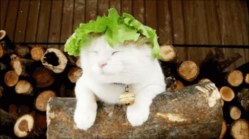 a cat with a green frizzbee in its hair