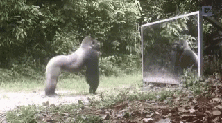 a large gorilla standing next to a tall mirror