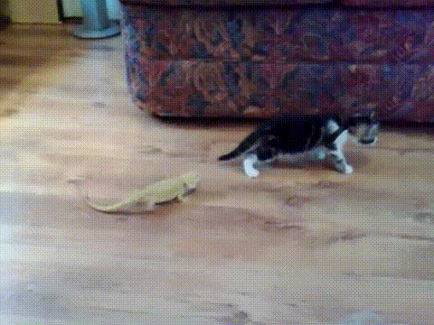 a cat playing with an open shark toy