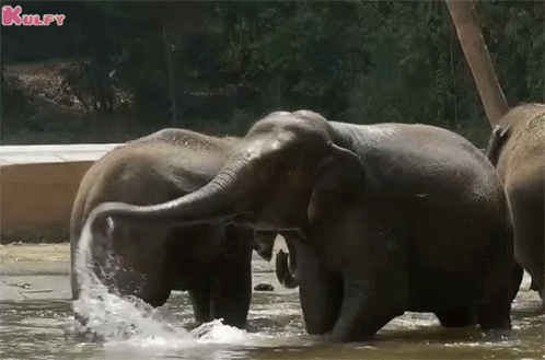 three elephants are in the water with one in the air