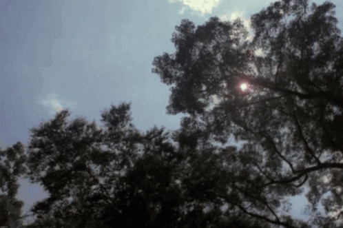 a po taken through the nches of trees to reveal the sun