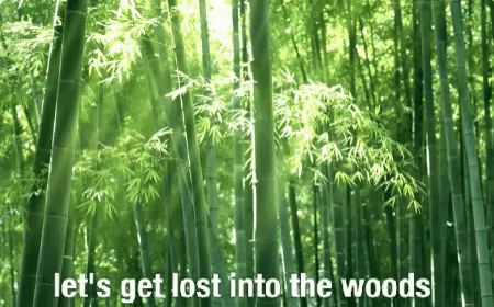 green bamboo trees and the words let's get lost into the woods