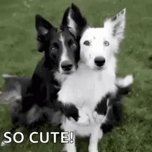 there are two black and white dogs on a field