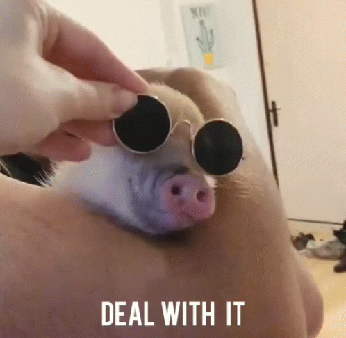 the animal has big round sunglasses on its face