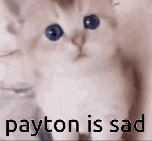 an image of a white cat with a caption that says payton is sad
