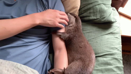 person sitting with sleeping cat and baby being held by their hand