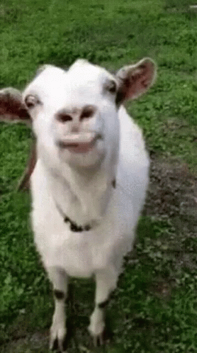 there is a goat that has an odd face on it
