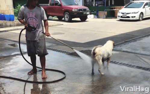 a person using a hose to spray water on a dog