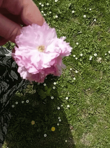 a purple flower is being held in a persons hand