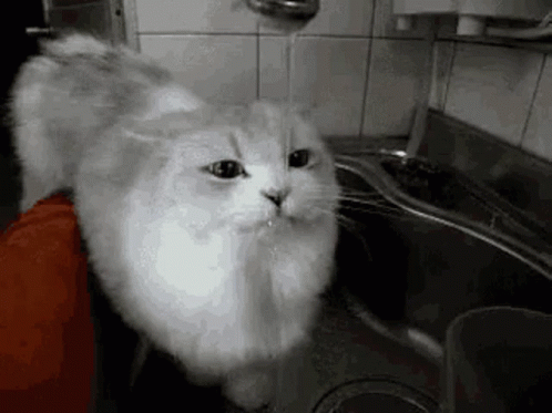 a cat is sitting in the kitchen sink