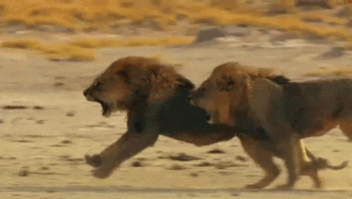 two lions face each other on a sandy surface