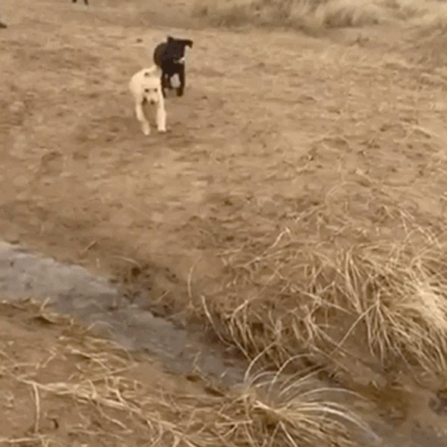 a dog walking across a dirt covered field